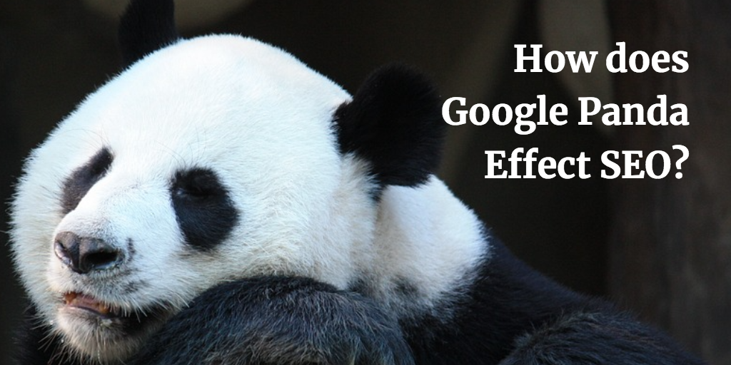 google panda seo